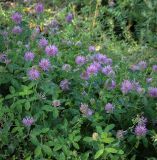 View full-size image Trifolium medium