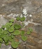 View full-size image Petrocoma hoefftiana