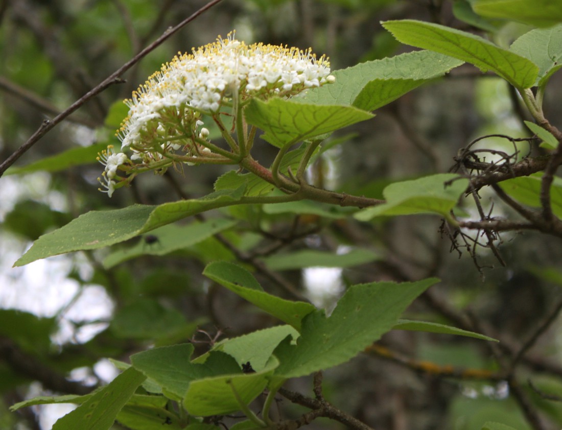 Image of Viburnum lantana specimen.