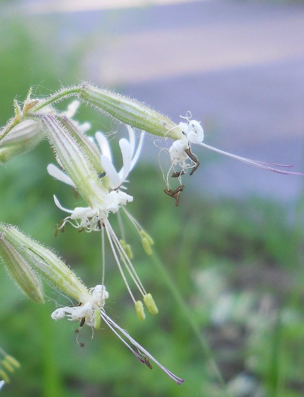 Image of Silene nutans specimen.