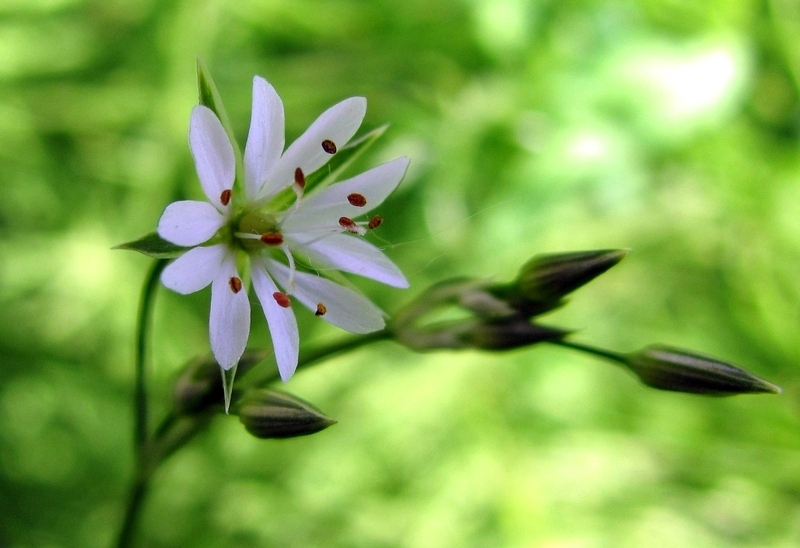 Image of Stellaria graminea specimen.