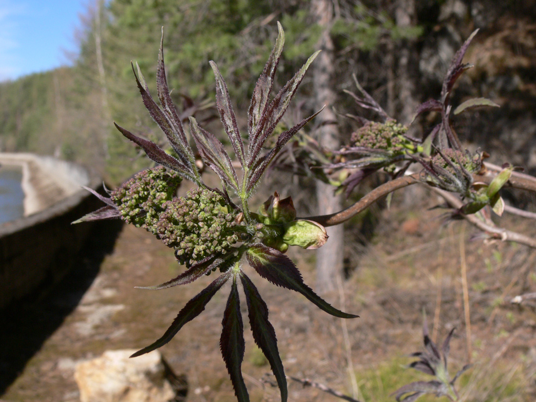 Image of Sambucus sibirica specimen.