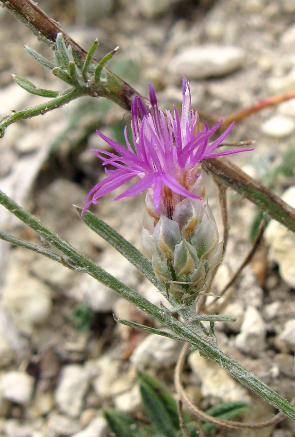 Изображение особи Centaurea sterilis.