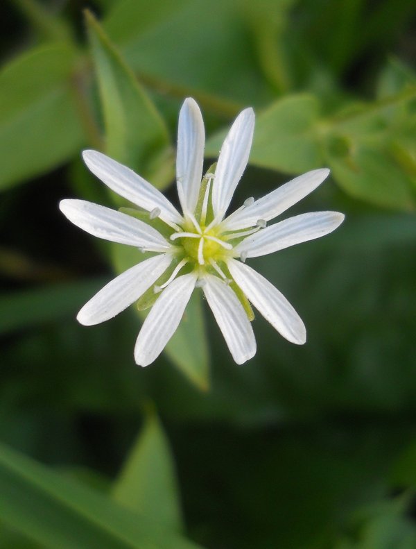 Image of Myosoton aquaticum specimen.