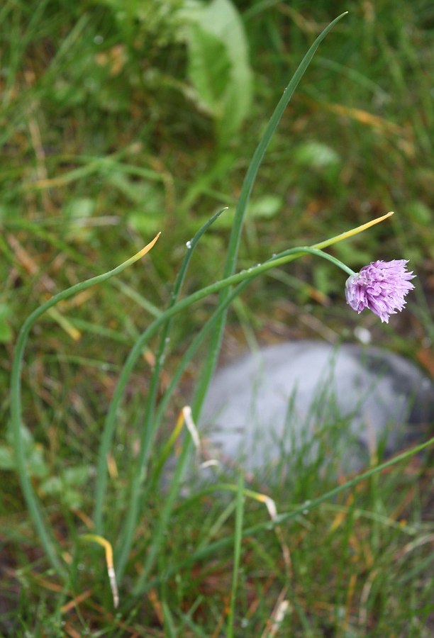 Image of Allium schoenoprasum specimen.