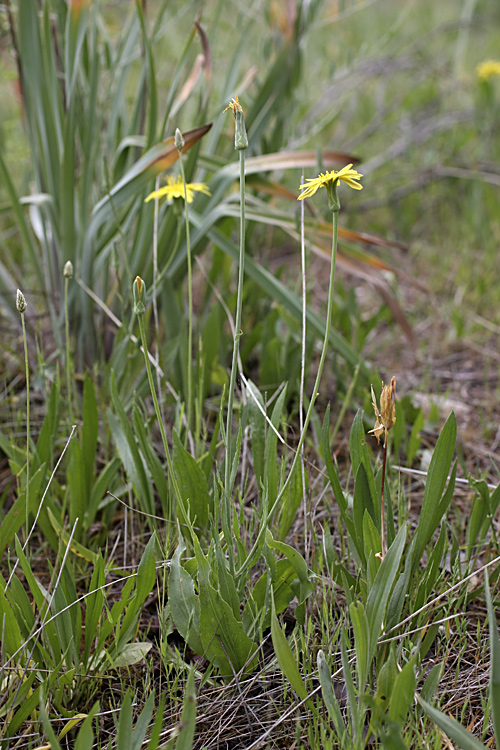 Image of Scorzonera tadshikorum specimen.