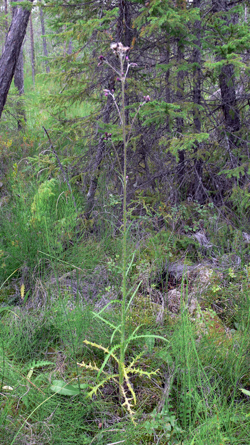 Image of Cirsium palustre specimen.