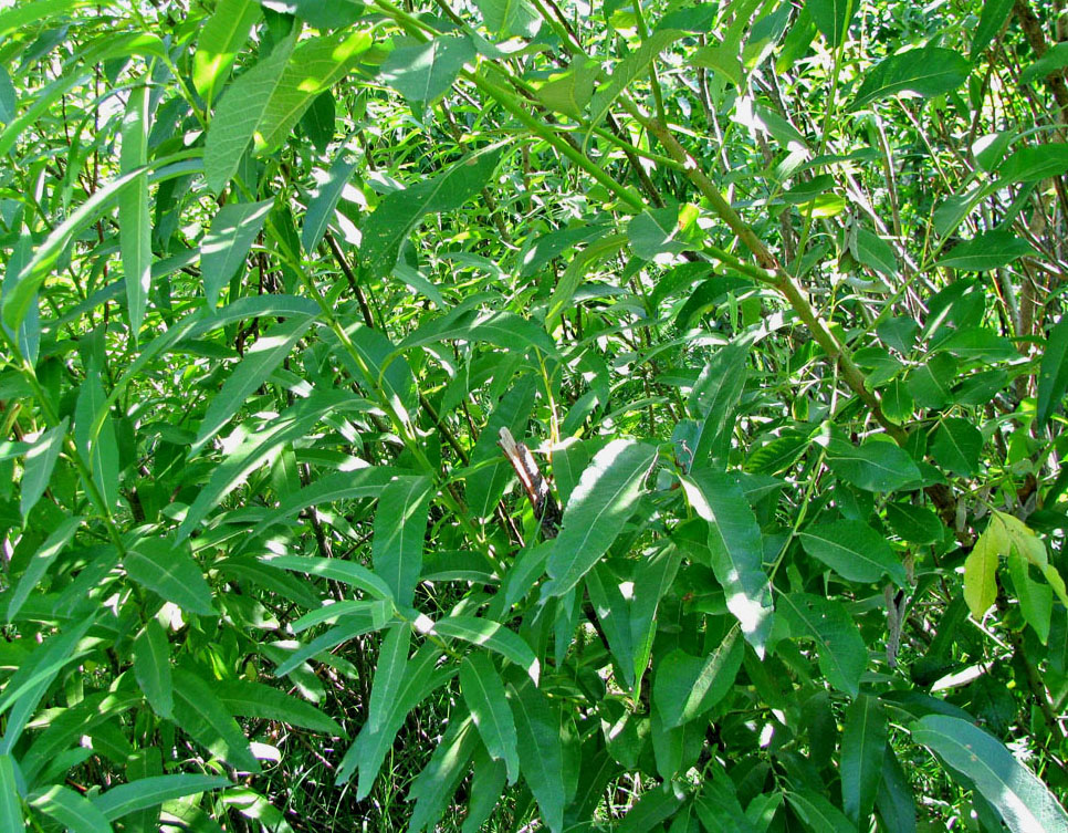 Image of Salix calodendron specimen.