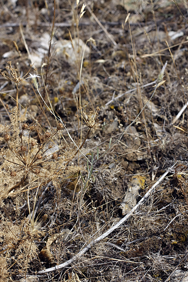 Image of Xeranthemum longepapposum specimen.