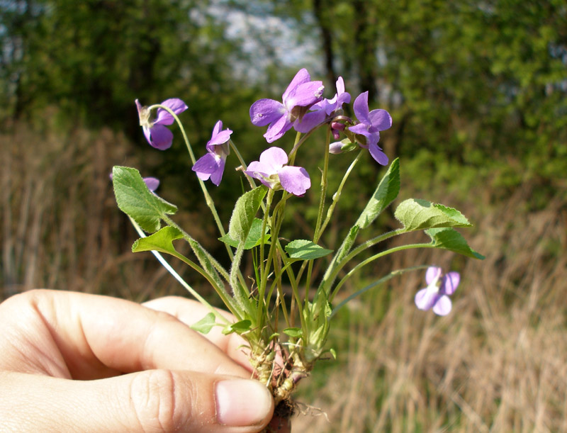 Image of Viola hirta specimen.