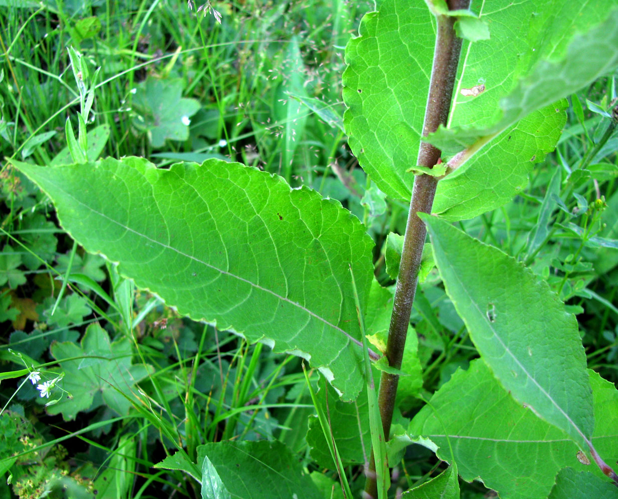 Image of Salix caprea specimen.