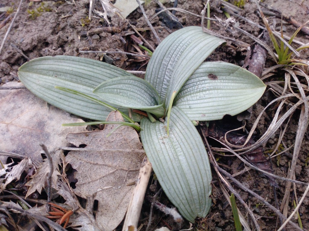 Image of Ophrys mammosa ssp. caucasica specimen.