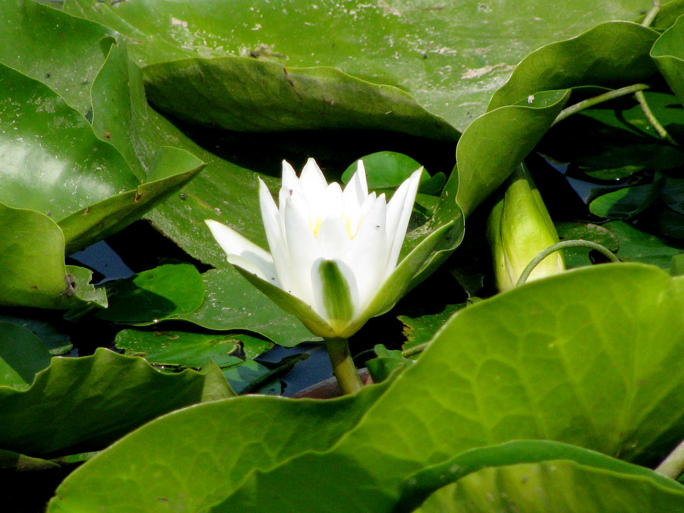 Image of Nymphaea alba specimen.