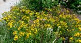 Hypericum perforatum