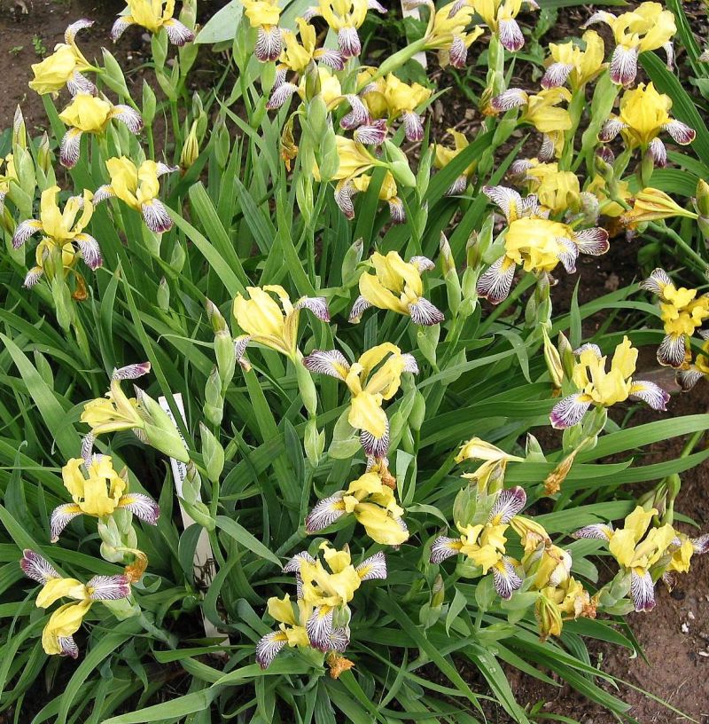 Изображение особи Iris variegata.