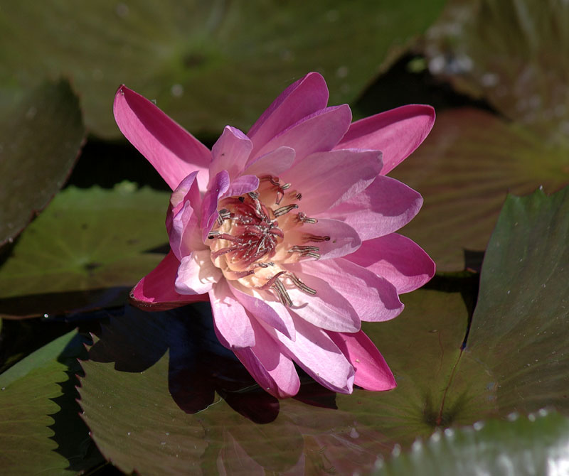 Image of genus Nymphaea specimen.