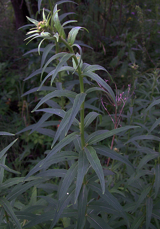 Image of Hieracium umbellatum specimen.