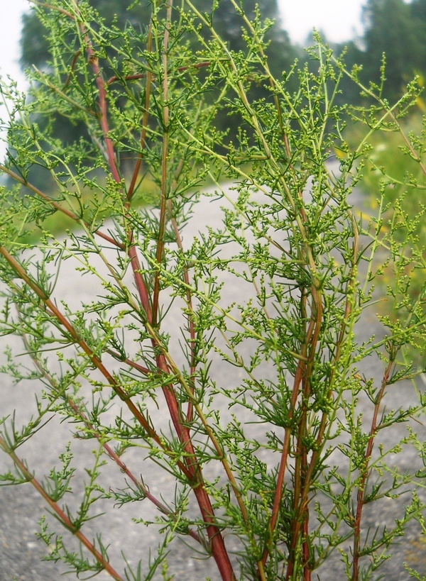 Изображение особи Artemisia campestris.