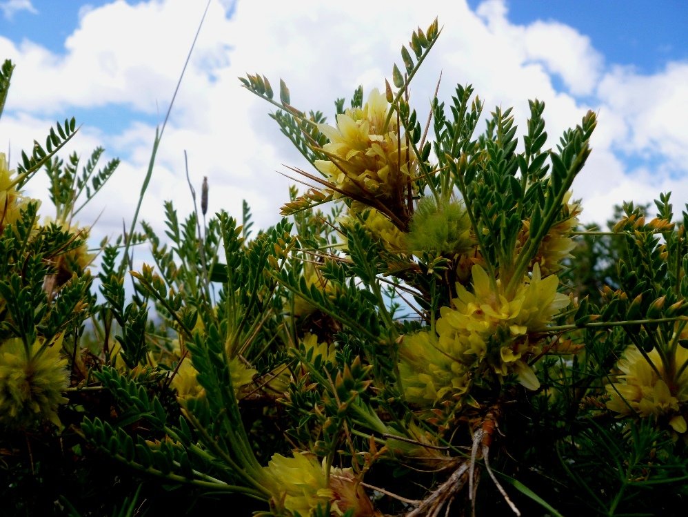 Изображение особи Astragalus aureus.