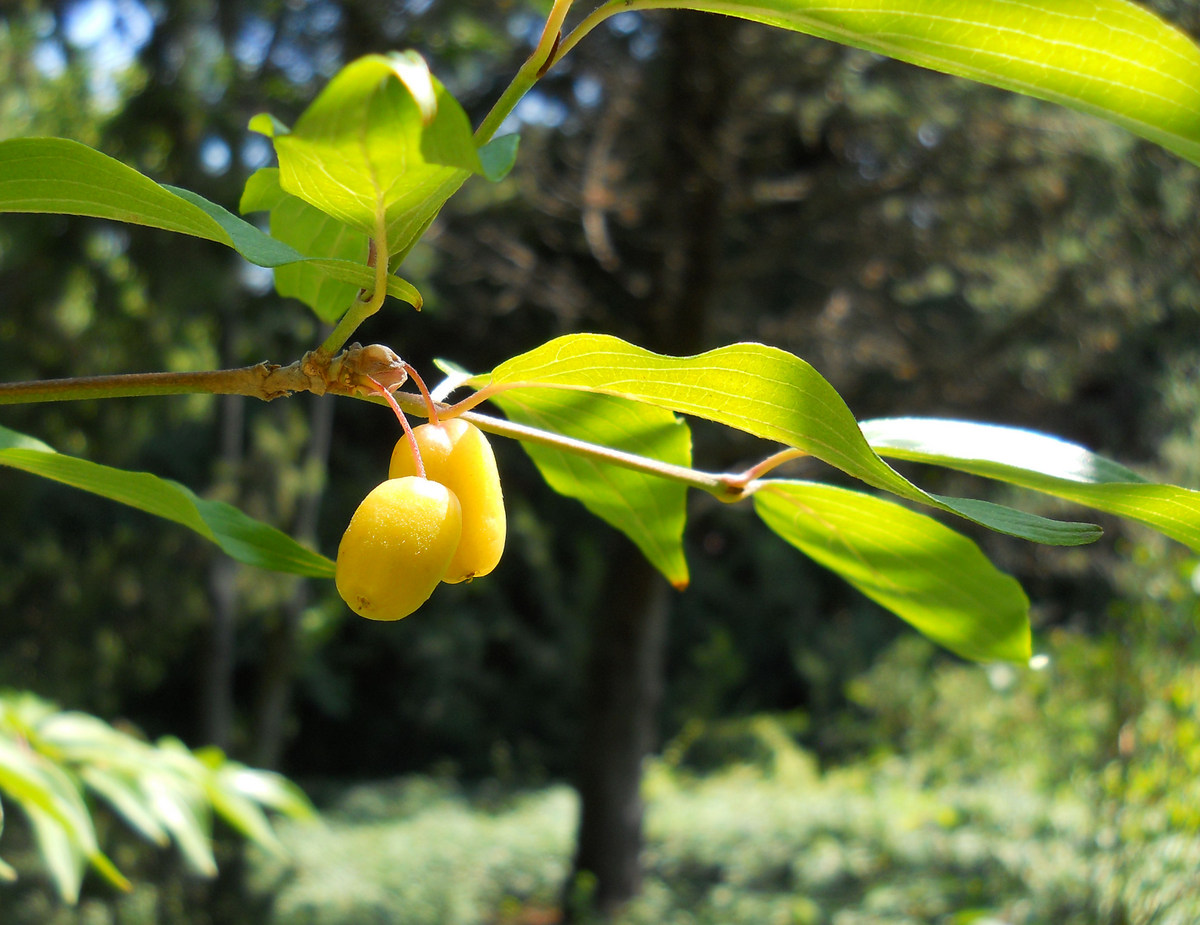 Image of Cornus mas specimen.