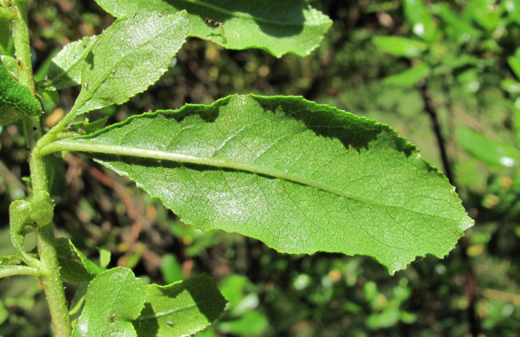 Image of Escallonia glutinosa specimen.