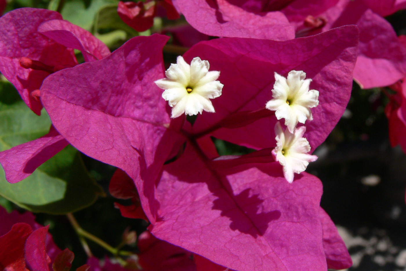 Image of Bougainvillea glabra specimen.