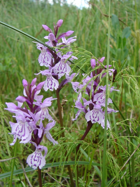 Image of Dactylorhiza psychrophila specimen.