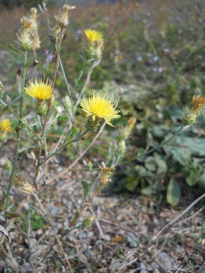 Image of genus Centaurea specimen.