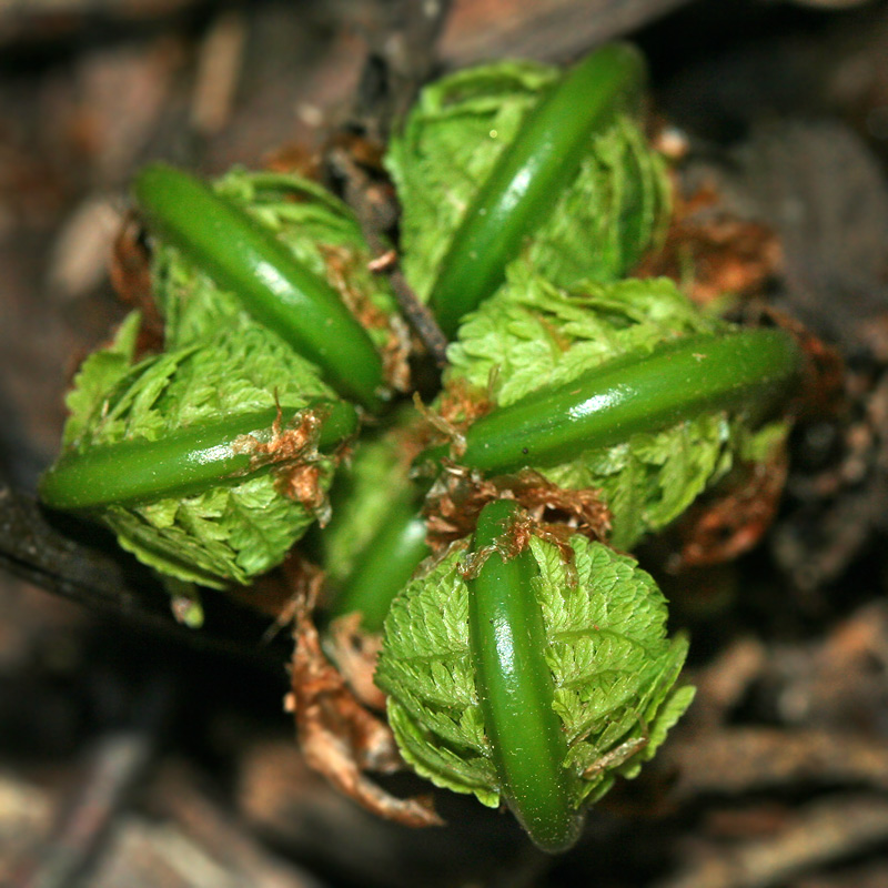 Изображение особи Matteuccia struthiopteris.