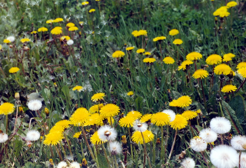 Image of Taraxacum officinale specimen.