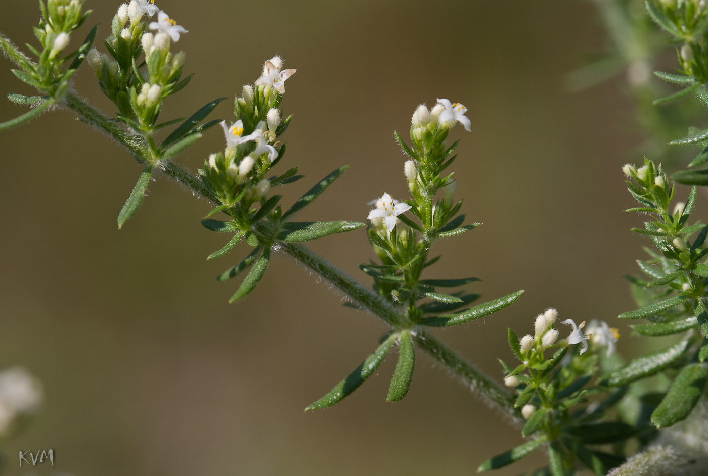 Image of Galium humifusum specimen.