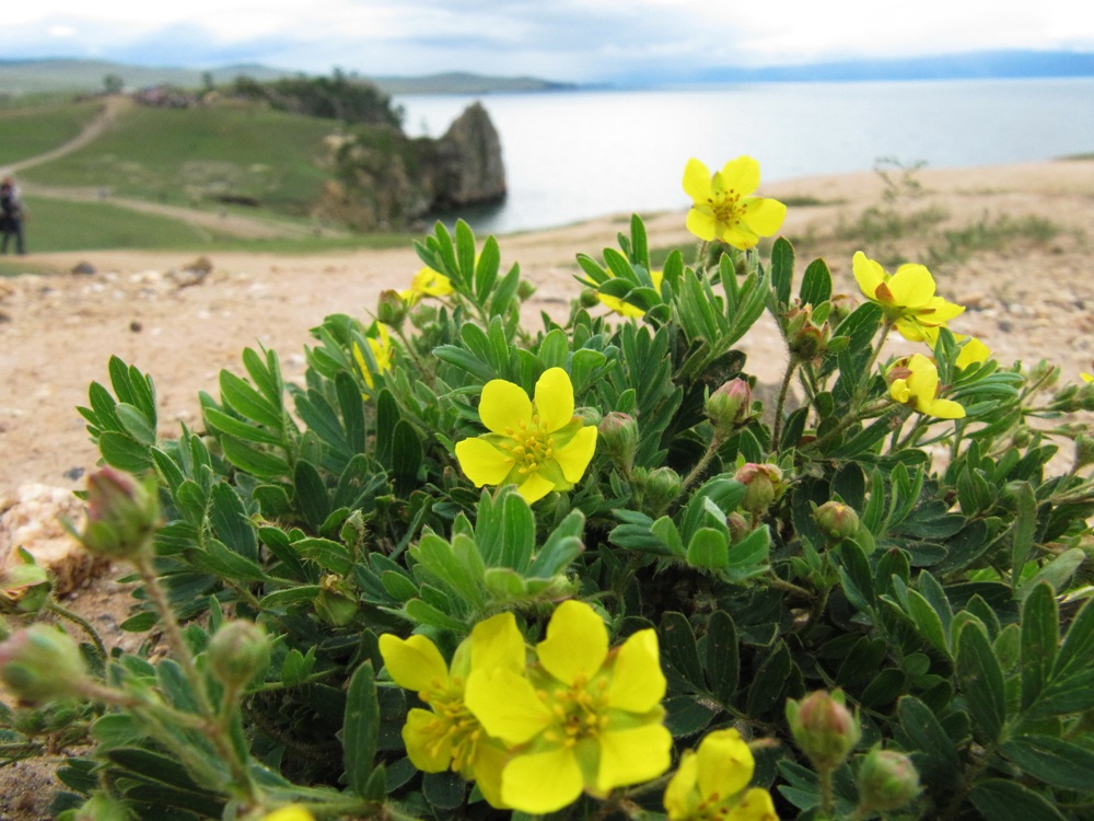 Изображение особи Potentilla bifurca.