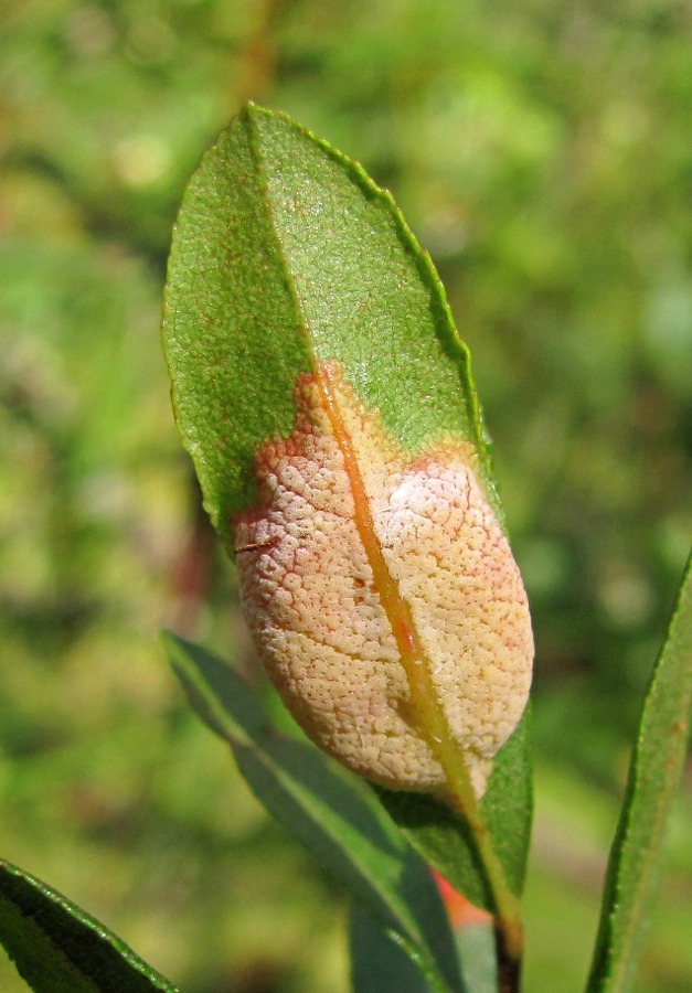 Image of Chamaedaphne calyculata specimen.