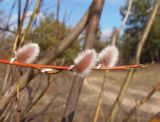 Salix vinogradovii. Верхушка побега с распускающимися соцветиями. Украина, г. Запорожье, центральная часть о-ва Хортица. 16.03.2013.