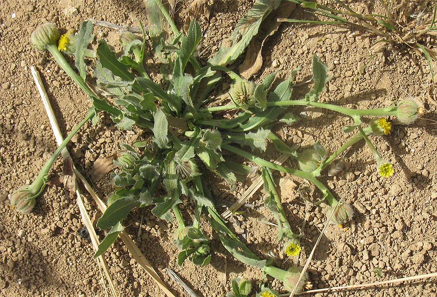 Image of Hedypnois rhagadioloides specimen.