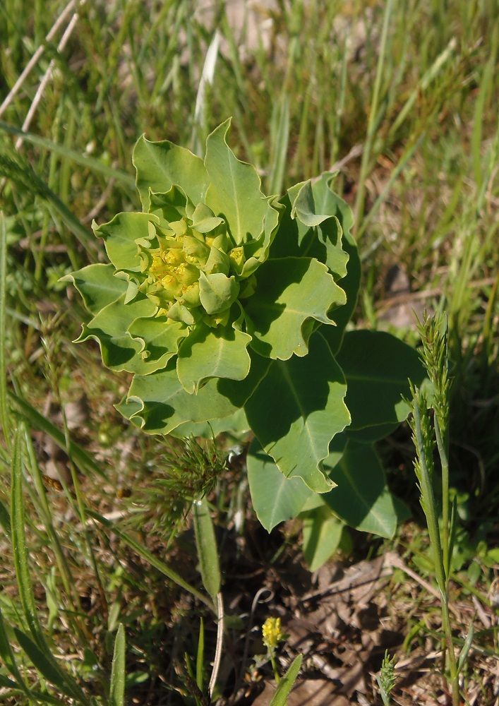 Изображение особи Euphorbia villosa.