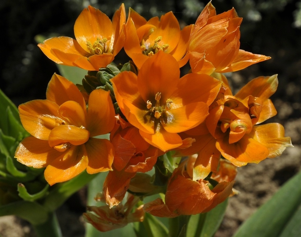 Image of Ornithogalum dubium specimen.