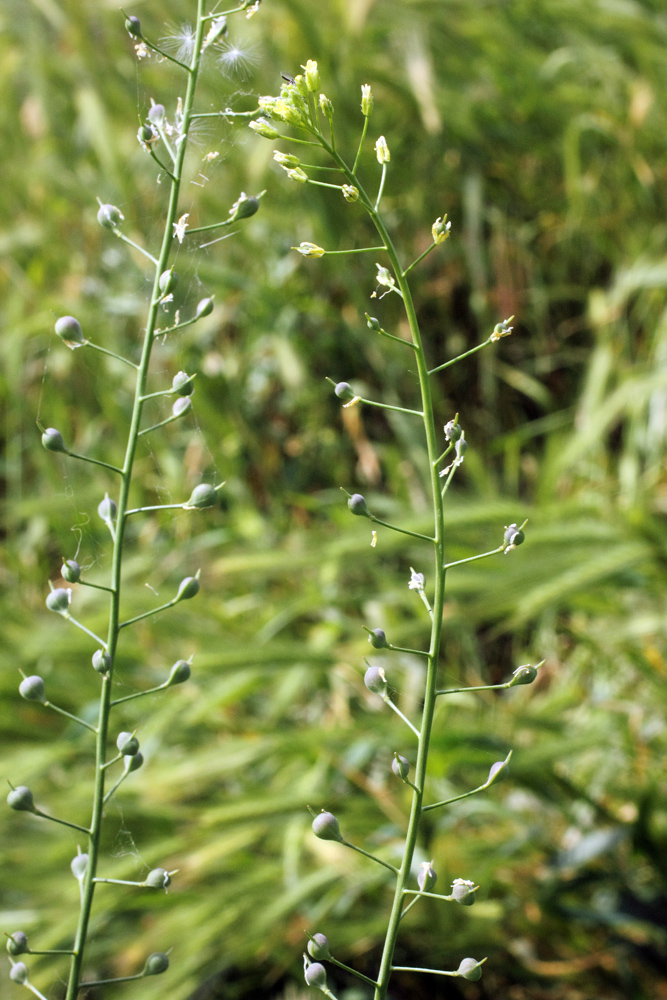 Image of Camelina sylvestris specimen.