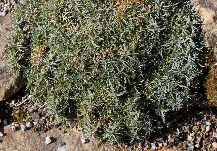 Image of Dianthus subacaulis specimen.