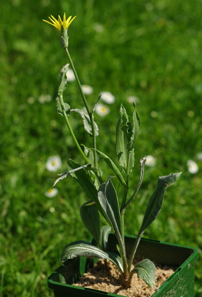 Image of Scorzonera inconspicua specimen.