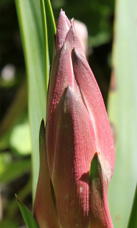 Image of genus Yucca specimen.