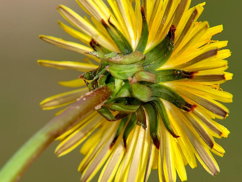 Image of Taraxacum officinale specimen.