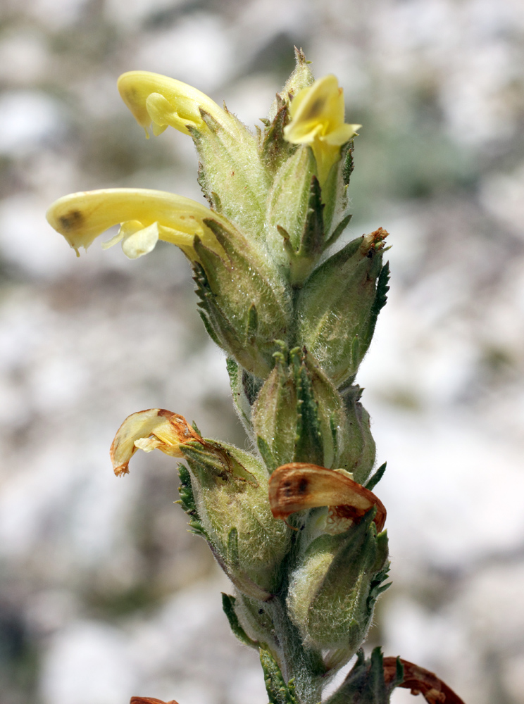 Изображение особи Pedicularis talassica.