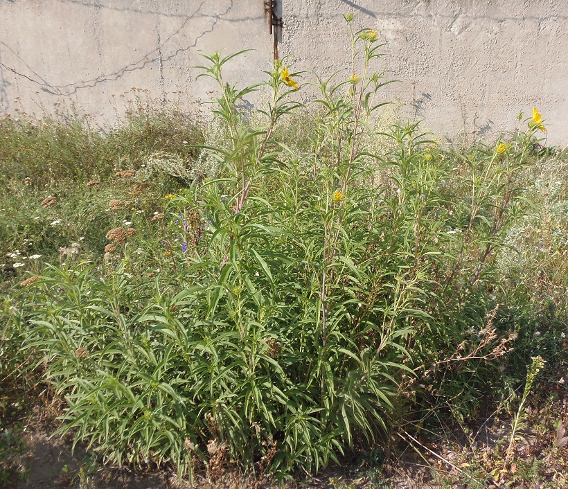 Image of Helianthus nuttallii specimen.