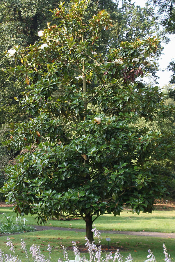 Изображение особи Magnolia grandiflora.