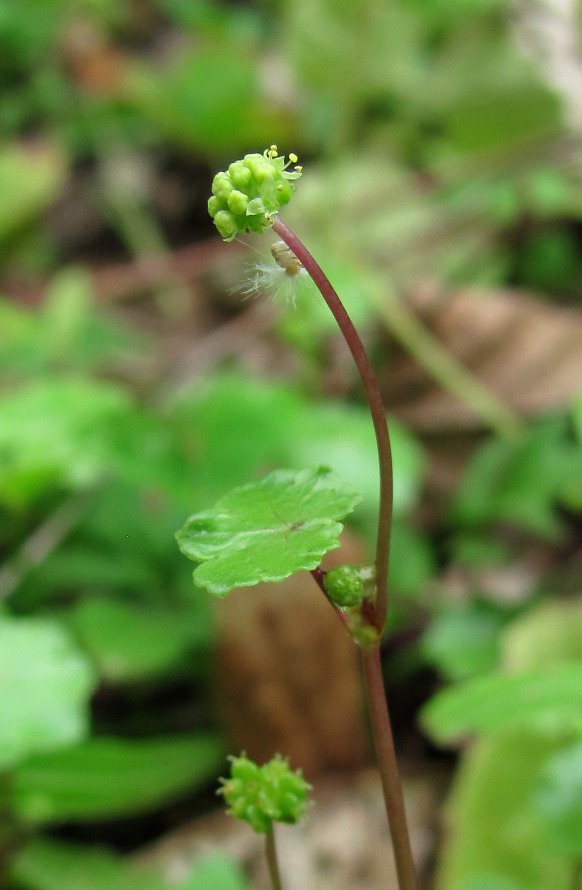 Изображение особи Hydrocotyle ramiflora.