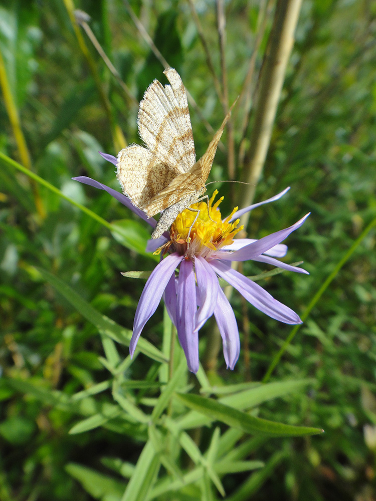 Image of Galatella dahurica specimen.