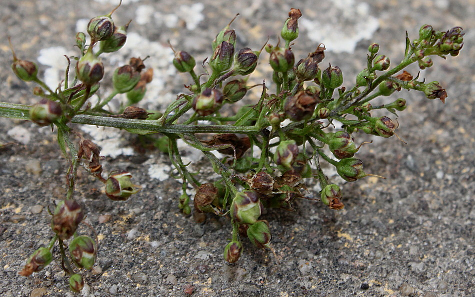 Image of Scrophularia umbrosa specimen.