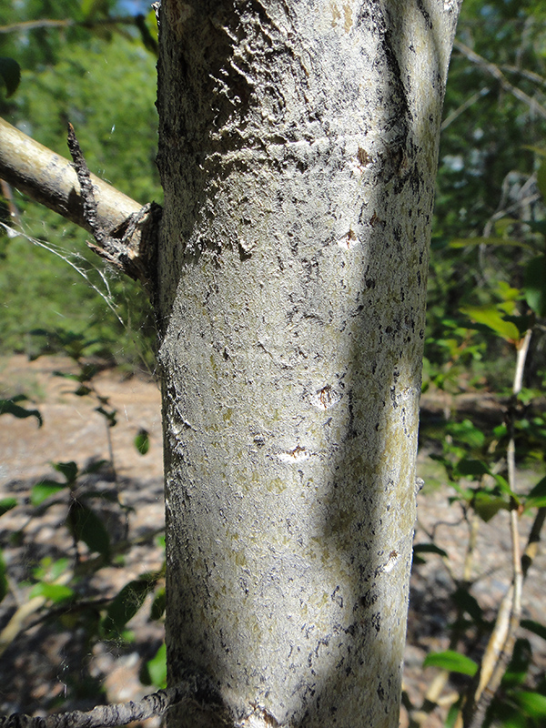 Image of Populus suaveolens specimen.