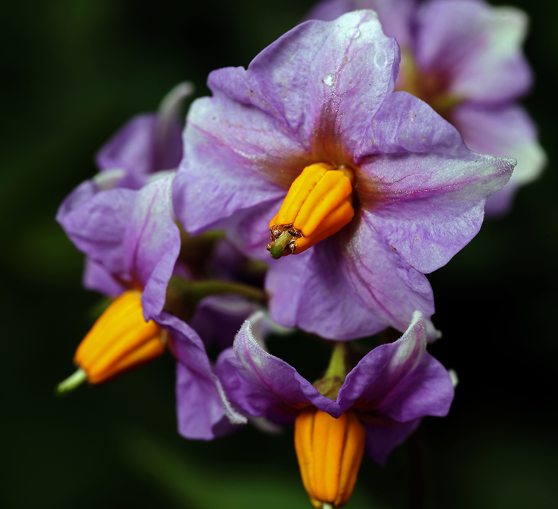 Image of Solanum tuberosum specimen.